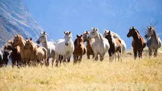 Som Do Cavalo - Cavalo Relichando