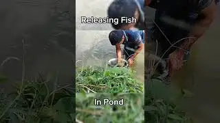 Releasing Silver Carp Fish In New Pond #fish #fishfarm #fishing #viral #reels #pond #pondlife