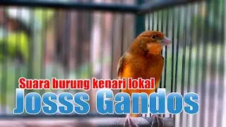 kenari gacor jenis loper