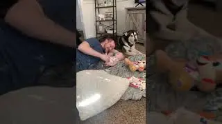 Jealous dog doesn't like owner playing with baby