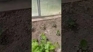10.06.2022 Теплица. Московская область.
