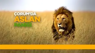 ÇORUM'DA ASLAN - BÖLÜM 1
