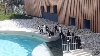 Pingvinek