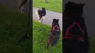 Cato dog and sladkiy dog today 🐕🐕🛹 #belgiansheepdog #husky #belgianshepherd #skateboardingdogs