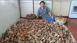 Pravé letní hřiby rostou v našich lesích. Prázdninové houbaření se rozběhlo naplno. Hřiby v lese.