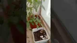 My lil garden sa terrace.