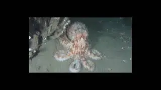 Save The Octopuses!