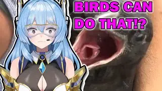 I DID NOT KNOW THIS!!!!!! CRAZIEST videos reaction | Vtuber Sain reacts to Daily Dose of Internet |