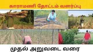 காராமணி தோட்டம் வளர்ப்பு #விவசாயம் #farming #cultivation