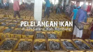 Pelelangan Ikan di TPI Sarang, Rembang