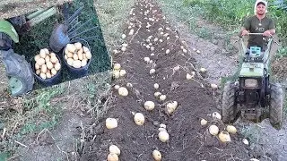 Урожай картофеля 2018!