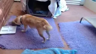 Kortmar Shiba Inu Live Stream - Emmy Bubbas
