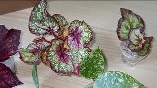 Посылка из г. Нальчика. 🌱🌱🌱