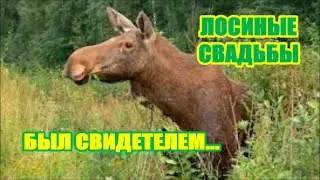 ЛОСЬ НА ГОНУ. ТОНКОСТИ РЕМЕСЛА