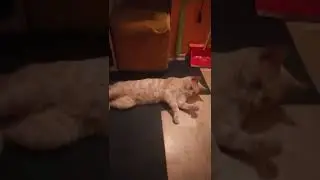 Кот в релаксе 🐱🐱🐱