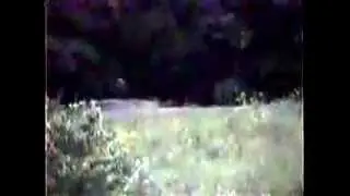 Призрак в кустах