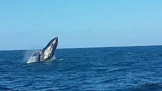 Humpback whale