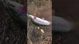 They were EATING everything! #fishing