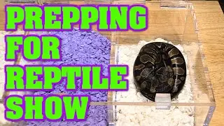We get ready for a REPTILE SHOW! What all do we take? What all do you need to be ready to make $$$!!