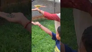 #rajalibirdspark #தஞ்சாவூர்பறவைபூங்கா #birdslover #parrotsound #parrotvideo #parrots