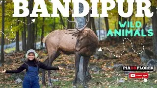 Bandipur ke Deers, Peacock, Elephants! Roadtrip Bangalore to Ooty Jan 23!