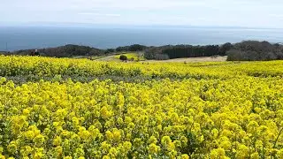 Picnic in the rape blossom field ,April 1, 2022  淡路島花さしき　菜の花畑でピクニック