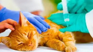 The owner brought the cat to be put to sleep. Having learned the reason, the doctor kicked the owner