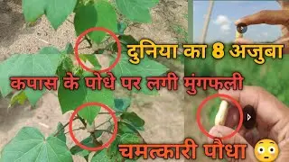 दुनिया में वायरल हुआ आठवां अजुबा चमत्कार | कपास के पोधे पर लगी मुंगफली | मिरान | भिवानी