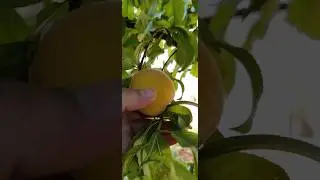 #şeftali nasıl yetişir?