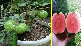 Terbongkar Cara Stek Jambu Kristal Biji Merah Dengan Mudah Agar Cepat Tumbu dan Berbuah...