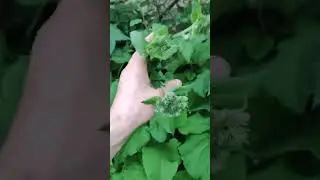 какой польза от него
