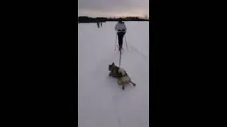 Ленивый пес лыжник  смешное видео про животных#собачка