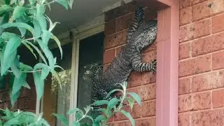 Lace monitor clinging to brickwork