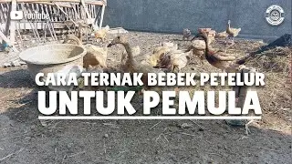 CARA TERNAK BEBEK PETELUR BAGI PEMULA - PB. Sri Asih Brebes