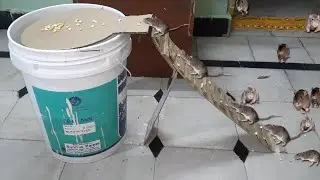 Easy Mouse/Rat Trap | All Time Best Mouse Trap | Bucket Mouse Trap Homemade | DIY Homemade