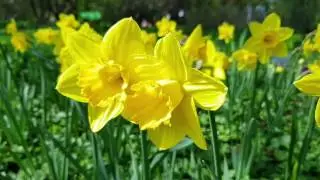 Galaxy S8 Plus. Макро видео Full HD 30 fps.