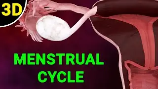Menstrual Cycle Explained | Phases of the Menstrual Cycle | Ovulation Process