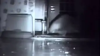 Прикольный енот ворует еду