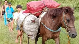 KABAYO bagong means ng transportation ng COPRA sa mga malalayong kabundukan ng Leyte