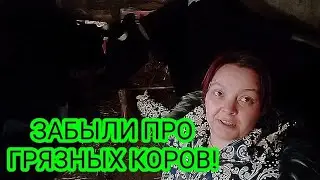 Why are cows clean - size of cow stall / how milking is done