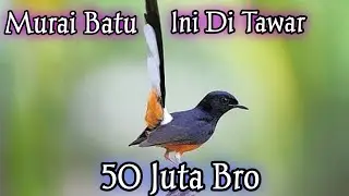 Viral !! Burung Murai Batu Saya Mau Di Bayar 50 Juta