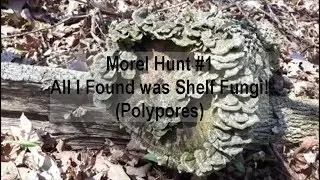 Morel Hunt #1:  All I Found was Shelf Fungi! (Polypores)