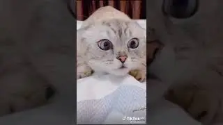 коты любят баловаться на все дни недели.