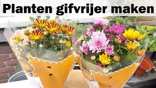 Hoe lang blijven pesticiden op planten? zo maak je bespoten planten uit het tuincentrum gifvrijer.