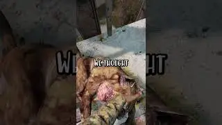 The Wildlife in DayZ Is Terrifying...