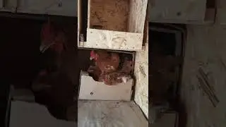 Очередь снести яйцо!