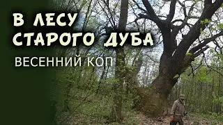 В лесу старого дуба
