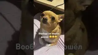 Чихуахуа #dog #чихуахуа #shortsvideo #sunny #приколы #собака #приколысживотными