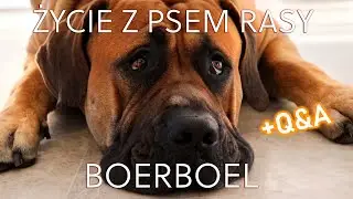 Dzień z ORIM. Życie z psem rasy BOERBOEL (mastif afrykański). Q&A
