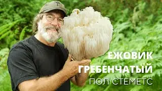 Миколог Пол Стеметс (Paul Stamets) | Ежовик Гребенчатый